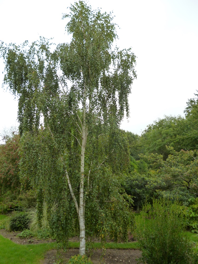 BETULA PENDULA 